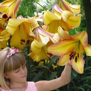 Dutch Bulbs Lelie Bloembollen Winterhard - Lilium Rising Moon - 3 Stuks - Geel - Bloem Bollen Mix Meerjarig - Leliebollen