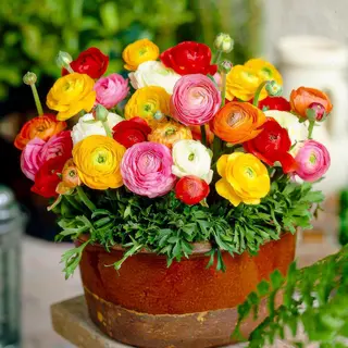 Dutch Bulbs Ranonkel Bloembollen Winterhard - Mix Van 5 Soorten - - 50 Stuks - Meerkleurig - Bloem Bollen