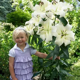 Dutch Bulbs Lelie Bloembollen Winterhard - Lilium Pretty Woman - 3 Stuks - Wit - Bloem Bollen Mix Meerjarig - Leliebollen