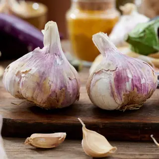Dutch Bulbs Knoflook Bollen - Om Te Planten - Germidour - Knoflookbollen - 500 Gram - Wit - Plant Voor Moestuin