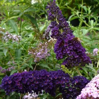 ClematisOnline Buddleja Vlinderstruik Black Knight - Donker Blauwe/Paarse Bloemen - Meerjarig En Winterhard | Vlinderplant / Vlinderstruiken - Aantrekkelijk Voor De