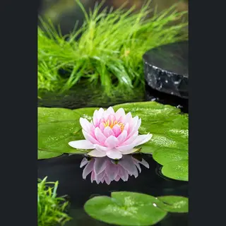 Bloomique - Nymphaea Wilfron Gonnere - Waterlelie - Roze - Vijverplanten - Waterplanten - Winterhard - 10-20 Cm Hoog - Pot 11 Cm
