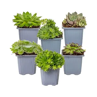Bloomique - Mix Van 6 - Sempervivum Mix - Huislook - Tuinplanten - Winterhard - Bodembedekker - Hoogte 8-12 Cm - Pot 7 Cm