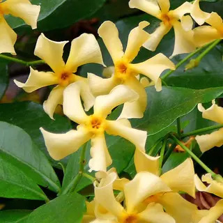 Bloomique - Set Van 2 - Trachelospermum Jasminoides - Toscaanse Jasmijn - Geel - Klimplanten - Tuinplanten - Winterhard - Groenblijvend - 50-70 Cm