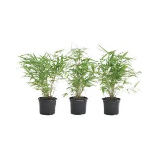 Bloomique - Set Van 3 - Fargesia Rufa - Bamboe Plant - Niet Woekerend - Winterhard - Groenblijvend - Tuinplanten - 20-30 Cm Hoog - Pot 10 Cm