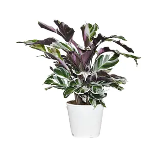 ZynesFlora - Calathea White Fusion - Ø 14 Cm - Hoogte, 35 - 40 Cm - Calathea - Luchtzuiverend - Kamerplant