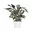 1x Calathea White Fusion