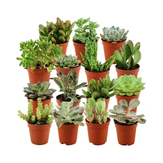 ZynesFlora - Mini Succulenten Mix - 15 Stuks - Ø 5, 5 Cm - Hoogte, 5-10 Cm - Vetplant - Kamerplant