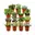 15x Succulenten