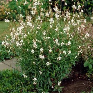 Gp 12 X Prachtkaars Whirling Butterflies Wit|Roze - Winterharde Bloeiende Vaste Plant - Gaura Lindheimeri 'Whirling Butterflies' In 9x9cm Pot Met Hoogte