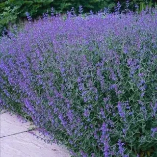 Gp 6 X Kattenkruid Vaste Plant - Winterharde Tuinplant - Nepeta Faassenii In 9x9cm Pot Met Hoogte 5-10cm