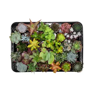 ZynesFlora - Mini Succulenten Mix - 30 Stuks - Ø 5, 5 Cm - Hoogte, 5-10 Cm - Vetplanten - Kamerplant