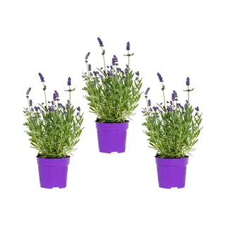 Bloomique - Set Van 3 - Lavandula Angustifolia - Lavendel Plant - Tuinplanten - Winterhard - 15-20 Cm Hoog - Pot 10, 5 Cm