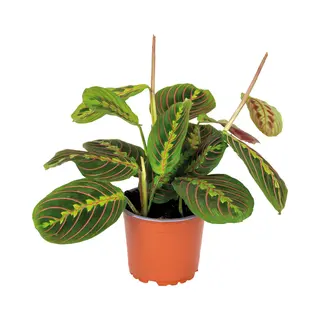 Bloomique - Maranta Tricolor - Gebedsplant - Hangplant - Kamerplanten - Luchtzuiverend - Diervriendelijk - 10-20 Cm Hoog - Pot 12 Cm