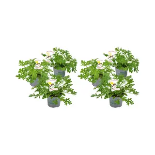 Bloomique - Set Van 6 - Pelargonium Graveolens - Citroengeranium - Anti-Muggen - Geurend - Tuinplanten - Hoogte 15-30 Cm - Pot 10, 5 Cm