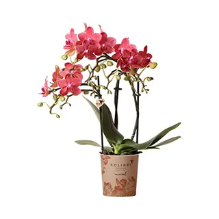 Rode Phalaenopsis Orchidee - Congo - Potmaat Ø9cm -