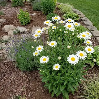 Bloomique - Set Van 6 - Leucanthemum Silberprinzessche - Margriet - Rijkbloeiend - Winterhard - Vaste Plant - 10-20 Cm Hoog - Pot 9 Cm