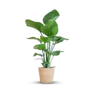 Green BoutiQ - Kamerplant - Paradijsvogelplant - Stelitzia Nicolai - Groen - Weinig Onderhoud - 1 Plant - Met Mand - Pot 21cm - Hoogte 80 - 90cm