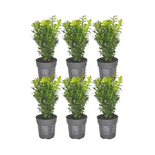 Plants By Frank - 1 Meter Buxushaag | 6 Winterharde Buxus Sempervirens Planten Voor Een Groenblijvende Haag| Vers Van De Kwekerij