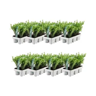 Plants By Frank - 48 Hulstplanten Winterhard | 48 XØ7 Cm - 15 Cm | Ilex Crenata Jenny | Haagplanten | Buxus Vervanger | Tuinplanten | Planten