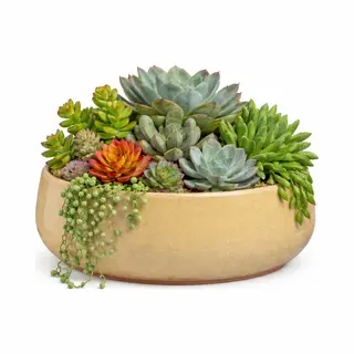 Mica Decorations Plantenpot Schaal Venice - Beige - Terracotta - D34 X H16.5 Cm - Effen