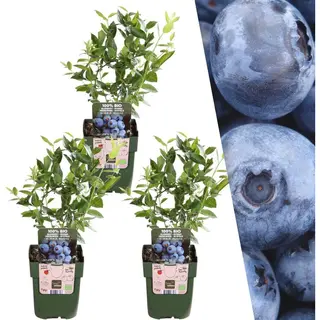 Plants By Frank | 3 Bosbessenplanten | Bosbessenplanten | 100% Biologische Fruitplanten | Bosbessen | Tuinplanten | Winterharde Planten Voor De Tuin