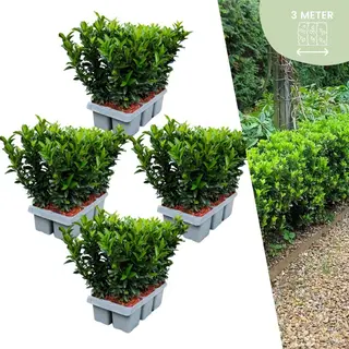 Plants By Frank | 24 Groene Kardinaalsmuts Haagplanten | Euonymus Japonicus'Green Spire'| Buxusvervanger | Winterharde Haagplanten | Groenblijvende
