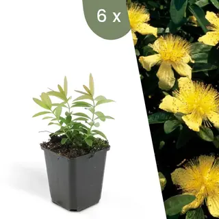 Plants By Frank | 6 Sint-Janskruid Planten | Hypericum Calycinum | Winterharde Bodembedekker Planten | Tuinplanten | Winterharde Vaste Planten