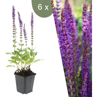 Plants By Frank | 6 Salie Planten | Salvia Nemorosa'Ostfriesland'| Winterharde Bodembedekker Planten | Tuinplanten | Winterharde Vaste Planten