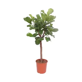 Trendyplants - Ficus Lyrata Boom - Tabaksplant - Kamerplant - Hoogte 160-180 Cm - Potmaat Ø30cm