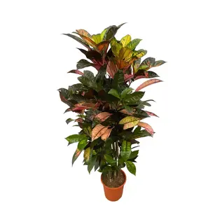 Codiaeum Iceton Vertakt - Croton - Kamerplant - Hoogte 110-130 Cm - Potmaat Ø21cm
