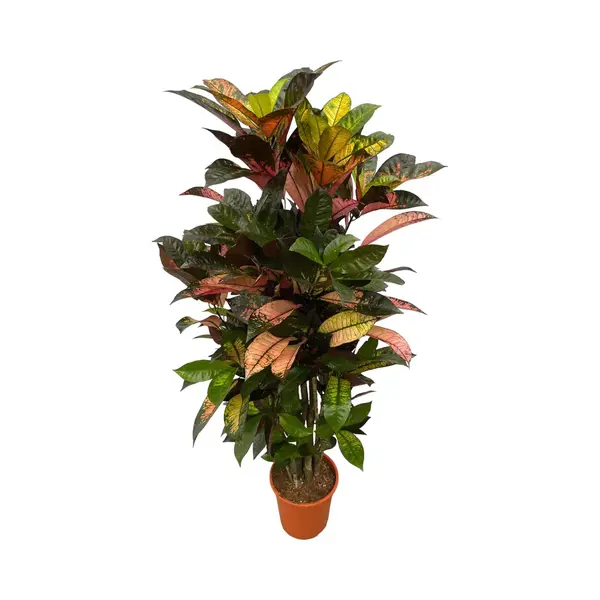 Codiaeum Iceton Vertakt - Croton - Kamerplant - Hoogte 110-130 Cm - Potmaat Ø21cm thumbnail
