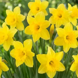 Narcissen Bloembollen Winterhard - Carlton - 25 Stuks - Geel - Bloem Bollen Mix - Paasbloemen Meerjarig