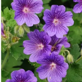 Florablom Ooievaarsbek (Geranium) - Rozanne - Vaste Planten - Bodembedekkers - Zomerbollen - Voorjaarsbollen