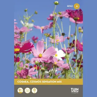 Cosmos Sensation Bloemzaden – Bloemen Om Zelf Te Zaaien – Zomerbloemen Voor Border Of Balkon – Ca. 1 Gram - Tuin De Bruijn® Zaden