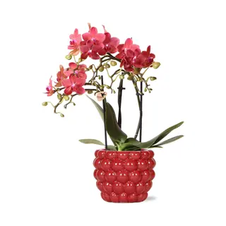 Everspring Rode Phalaenopsis Orchidee – Congo + Berry Sierpot