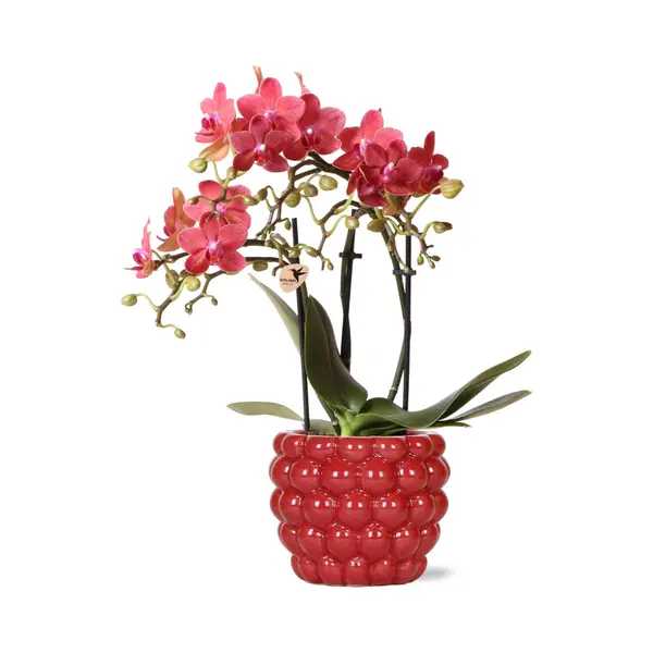 Everspring Rode Phalaenopsis Orchidee – Congo + Berry Sierpot thumbnail