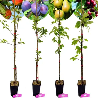Boomkwekerij Schramas Set Van 4 Fruitbomen - 1 Appel, 1 Peer, 1 Kers, 1 Pruim - Hoogte 70/100cm - 11cm Pot - Mix A