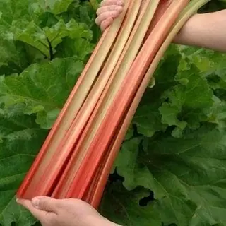 123zaden Rabarber Zaden - Lider Red