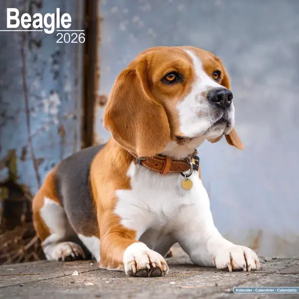Avonside Beagle Kalender 2026 thumbnail