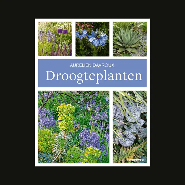Droogteplanten thumbnail