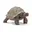 Grijs, Reuzenschildpad
