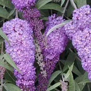 Arborix Buddleja Davidii 'Nanho Purple' - Vlinderstruik 40-60 Cm In Pot - Grote Pluimen Met Diepblauw-violette Tot Paarse Bloemen