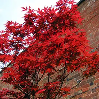 Boomenplant.be Rode Japanse Esdoorn - Acer Palmatum 'Atropurpureum' - 30-40 Cm