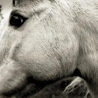 Konkurrent Bonny Light Horseman - Bonny Light Horseman (Lp)