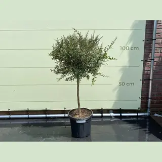 Tropictrees Citroenkaviaar - Citrusboom - Citrus Australasica - Eetbaar - Pot ⌀ 27cm - Hoogte 100-120cm