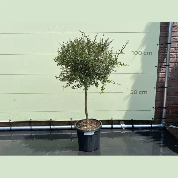 Tropictrees Citroenkaviaar - Citrusboom - Citrus Australasica - Eetbaar - Pot ⌀ 27cm - Hoogte 100-120cm thumbnail