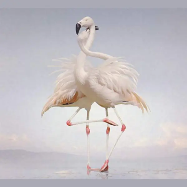 Warp Records Green Language thumbnail