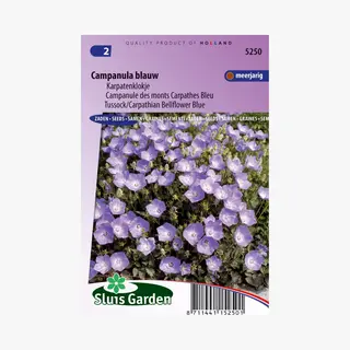 Sluis Garden Klokjesbloem Enkelbloemig Blauw (campanula)