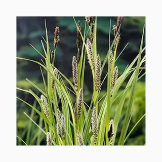 Moerings Carex Riparia | Oeverzegge | In 18CM Mand Kant En Klaar